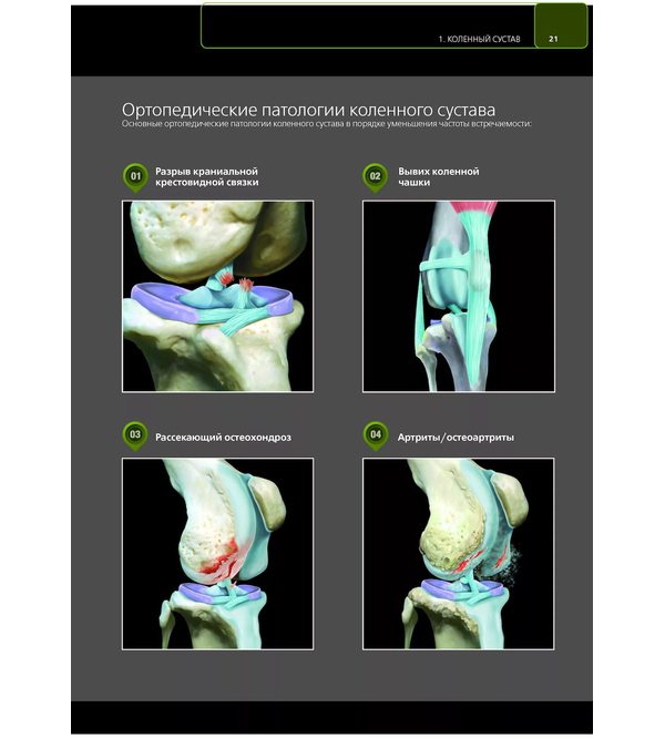 Клиническая 3D-анатомия суставов у собак. Визуальная диагностика. Предрасположенность к патологиям. Оперативные доступы