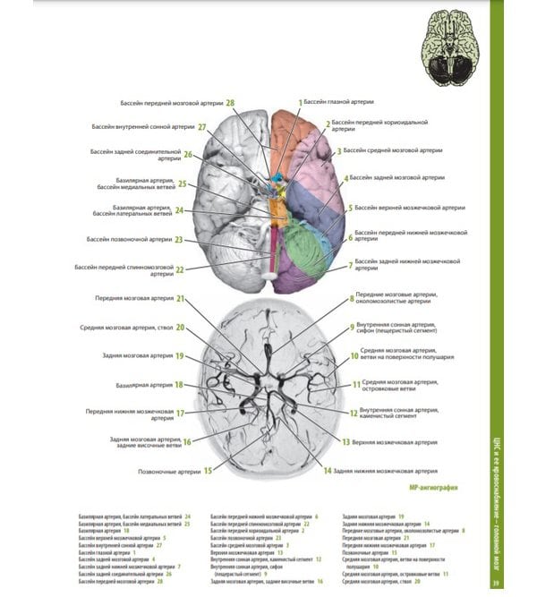 Атлас анатомии головного мозга. Наглядное руководство для изучения анатомии ЦНС