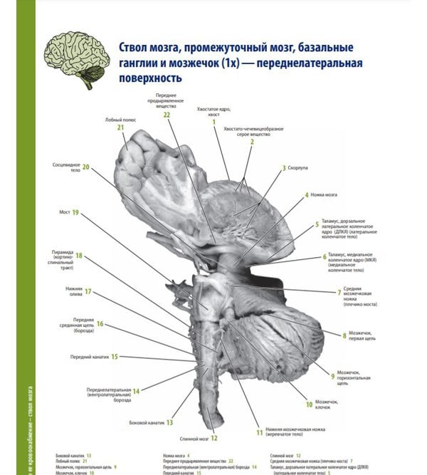 Атлас анатомии головного мозга. Наглядное руководство для изучения анатомии ЦНС