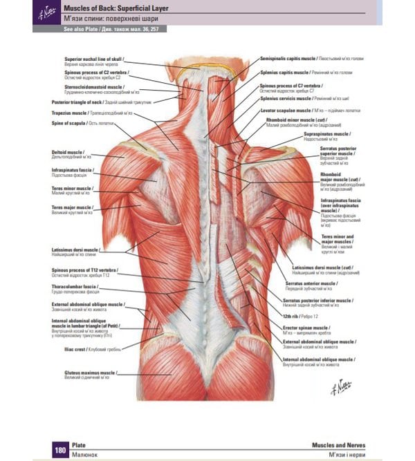Атлас анатомії людини: 7-е видання. Френк Г. Неттер (двомовне)