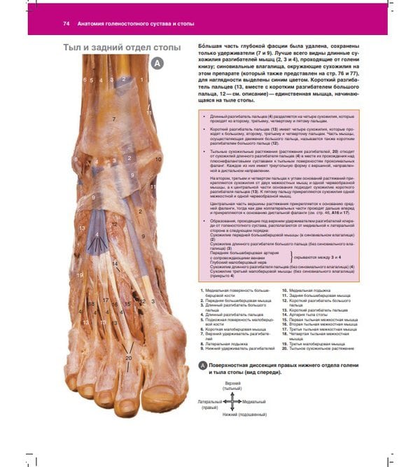 Анатомия голеностопного сустава и стопы