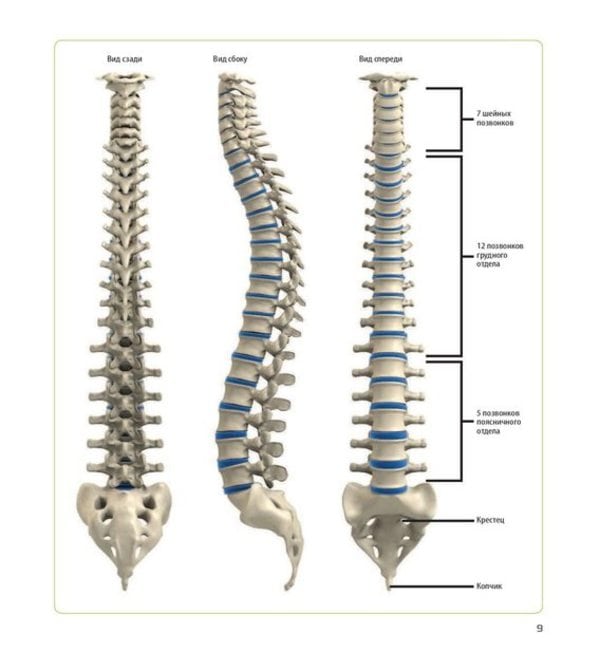 Анатомия упражнений для спины. Большая иллюстрированная энциклопедия