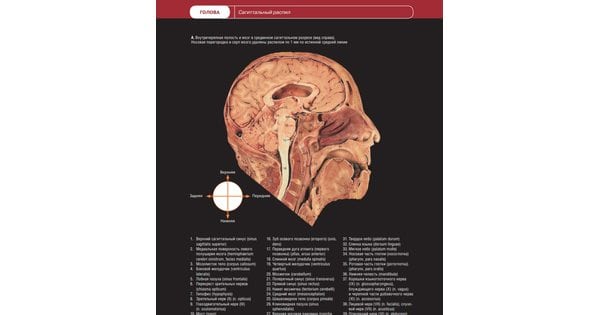 Атлас анатомии человека в срезах кт и мрт изображениях