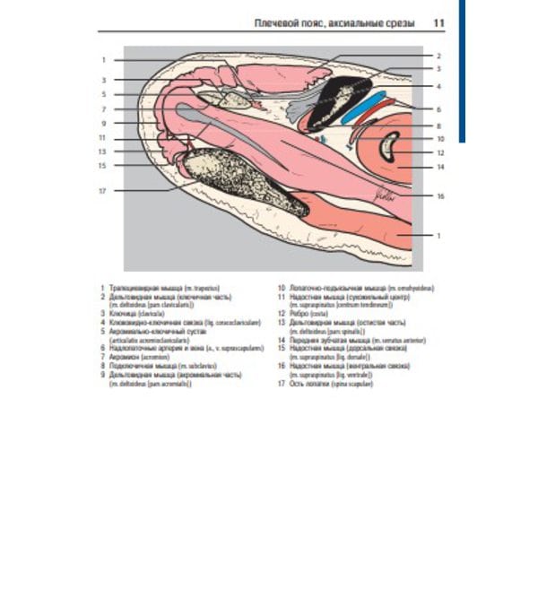 Атлас секционной анатомии человека на примере КТ и МРТ-срезов. Т.3. Позвоночник, конечности, суставы