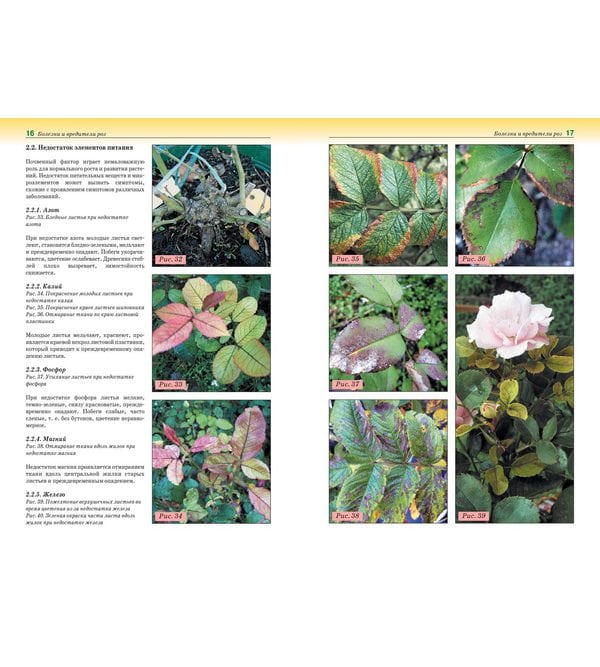 Болезни и вредители роз, хвойных и других декоративных растений: Атлас-определитель