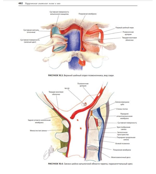 Хирургическая анатомия головы и шеи