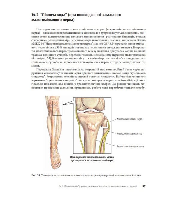 Клінічна анатомія нижньої кінцівки