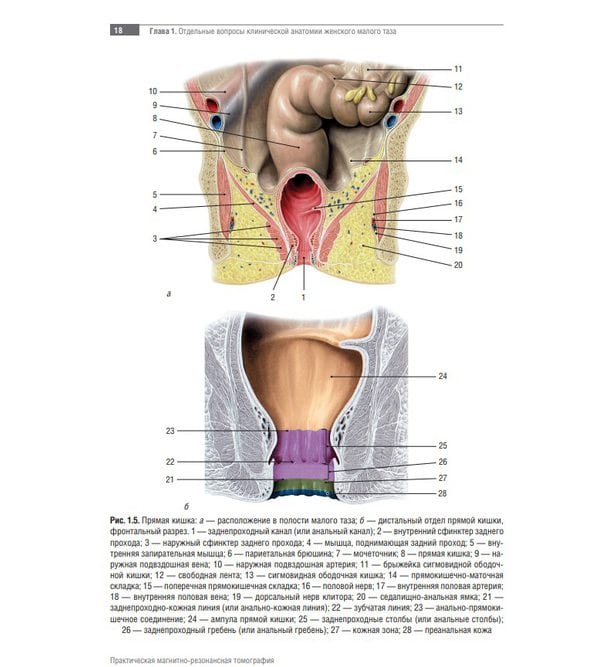 Атлас анатомии: женский таз и репродуктивная система
