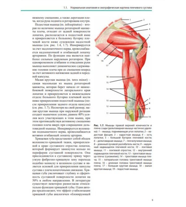 Ультразвуковая диагностика в травматологии и ортопедии