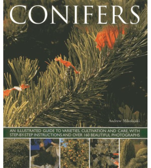 Conifers (Хвойні рослини)