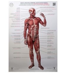 Анатомічний плакат "М'язи людини". Вигляд спереду