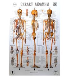 Анатомічний плакат "Скелет людини"