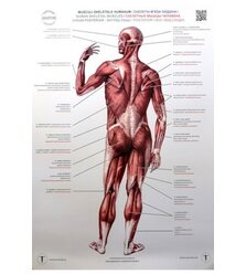 Анатомічний плакат "М'язи людини". Вигляд ззаду
