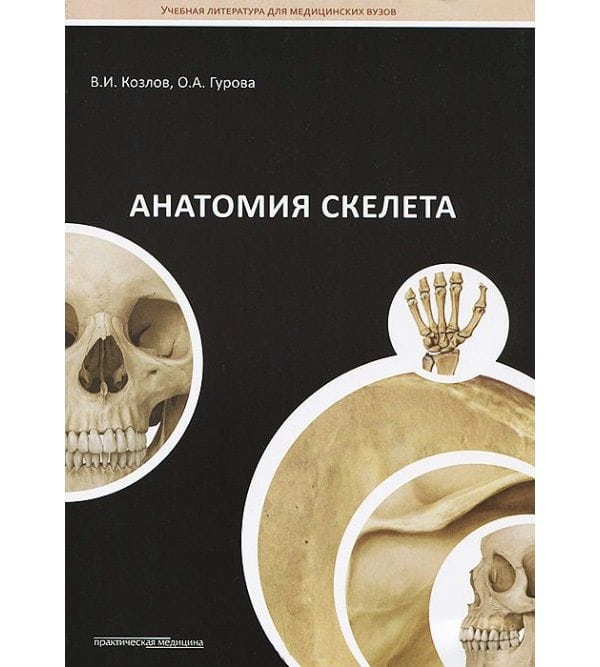 Анатомия скелета