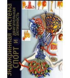 Эндокринная система, спорт и двигательная активность