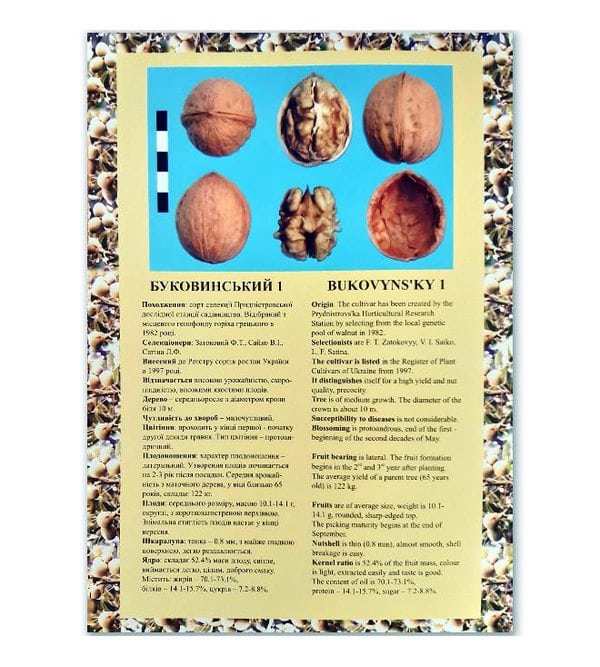 Сорти і форми грецького горіха