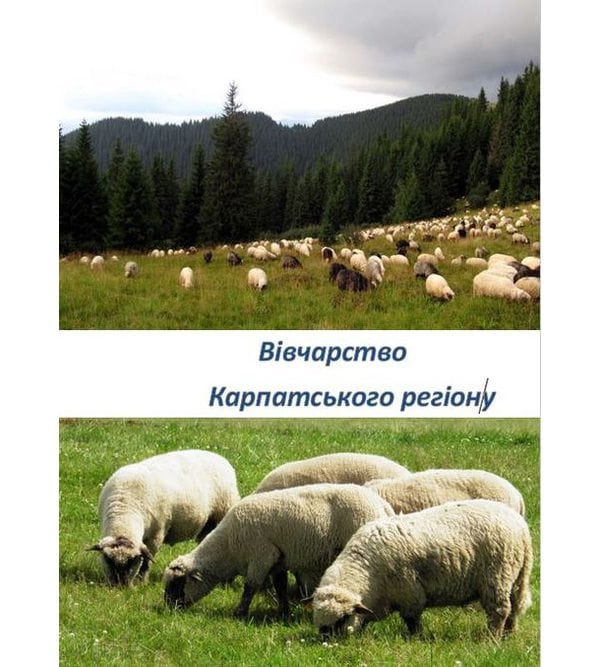 Вівчарство карпатського регіону