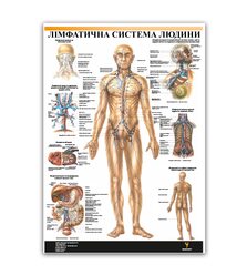 Плакат "Лімфатична система людини"